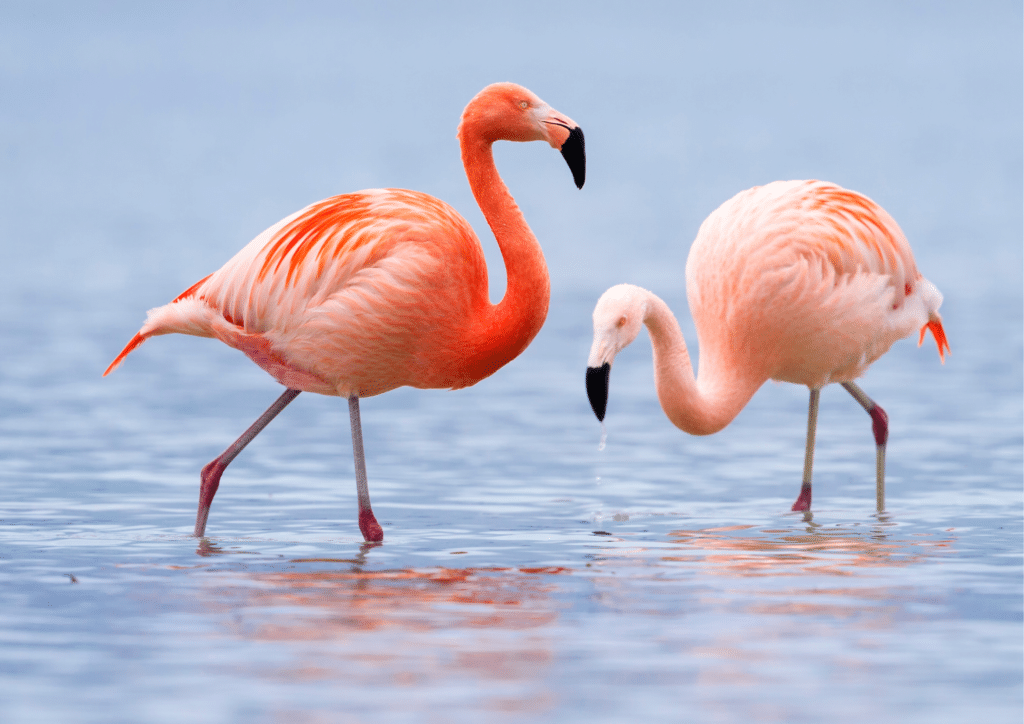 Wild Flamingos at Jan Kok