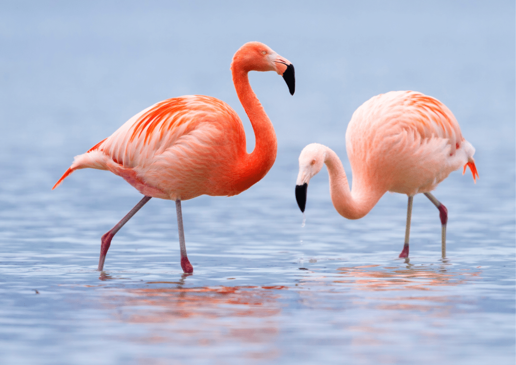 Wild Flamingos at Jan Kok in Curacao.