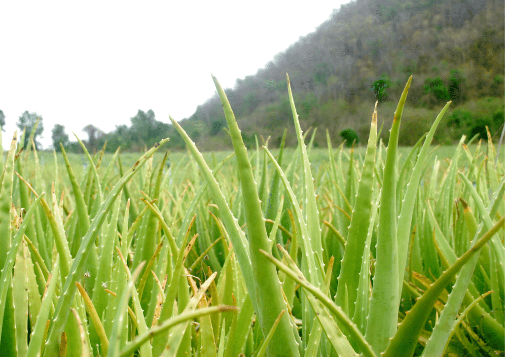 Aloe Vera Plantation Curaloe.