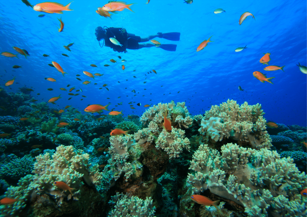 A scuba diver scuba diving in the Curacao.