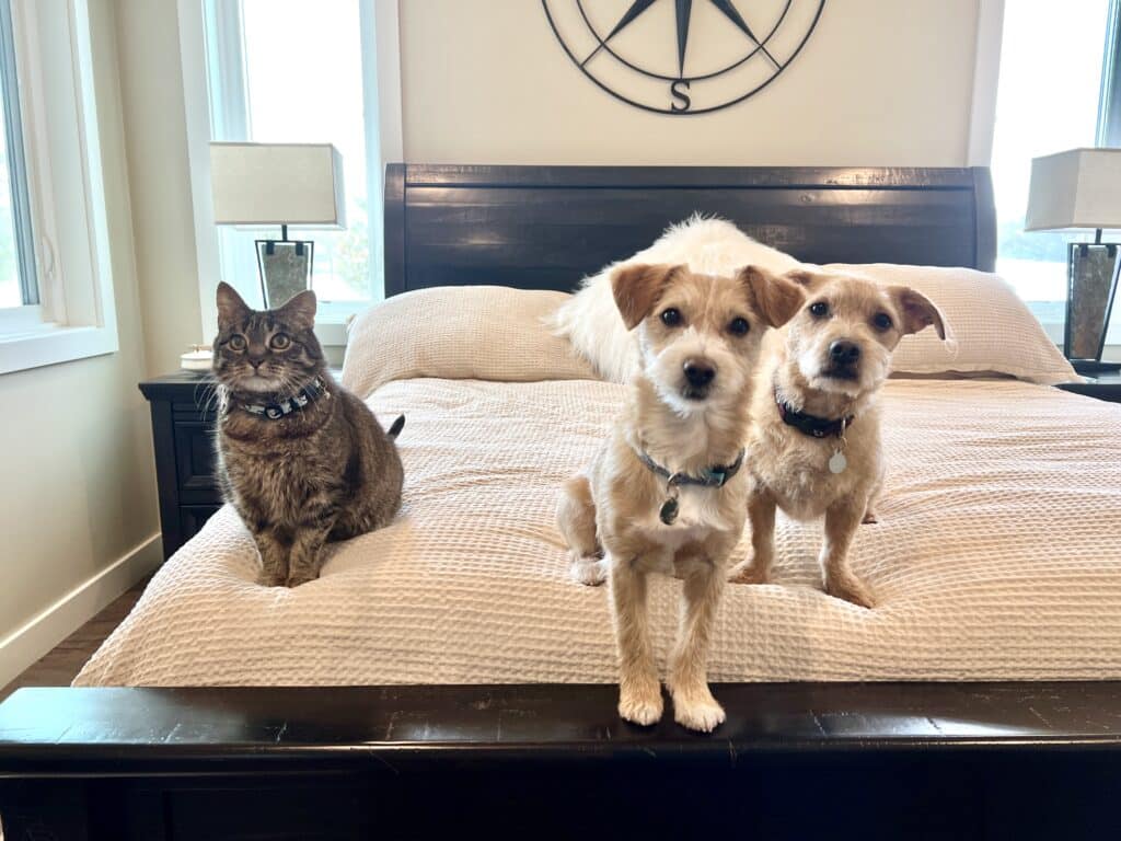 Two dogs and a cat sit patiently at the end of a king sized bed, which is covered in a Bedsure duvet cover in a creamy beige color.