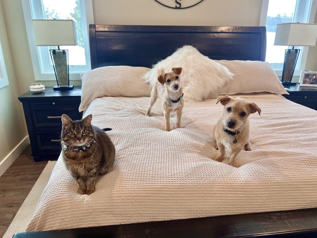 Bedsure duvet cover with 2 small dogs and a cat sitting on it