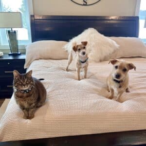 Bedsure duvet cover with 2 small dogs and a cat sitting on it