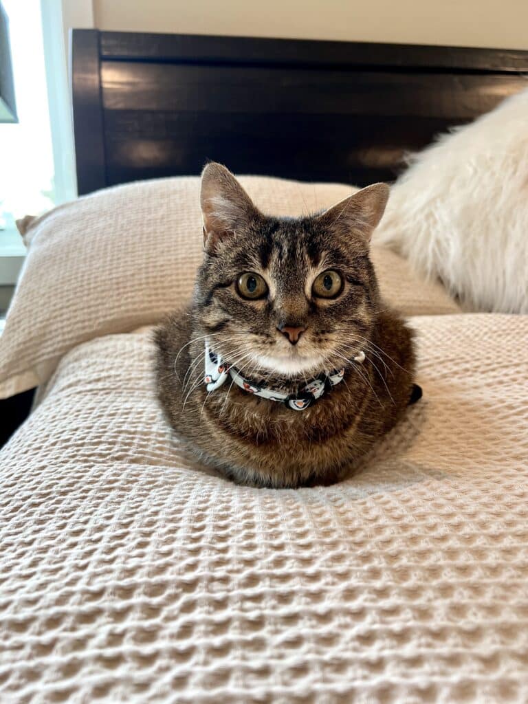 A cat assumes perfect loaf formation while comfortably sitting on the waffle-pattern Bedsure duvet cover.