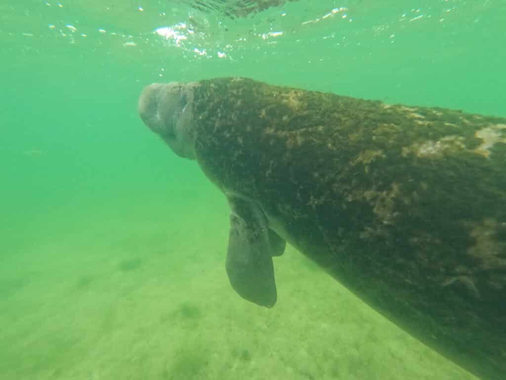 A manatee in crystal river florida