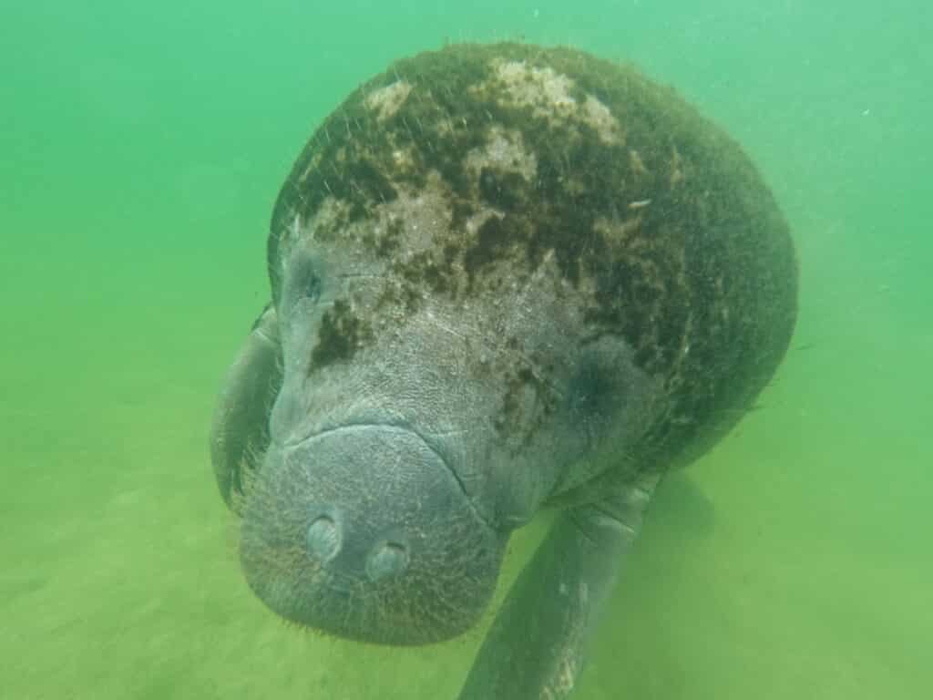 A manatee in Crystal River, Florida.