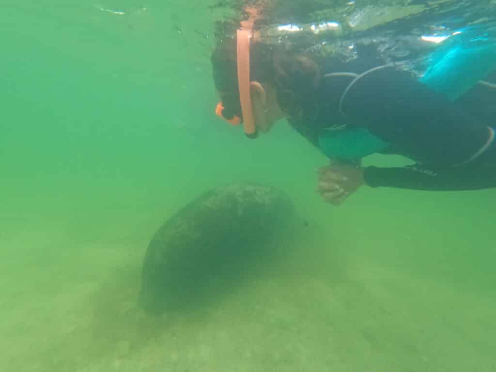 My mom watching a manatee. 