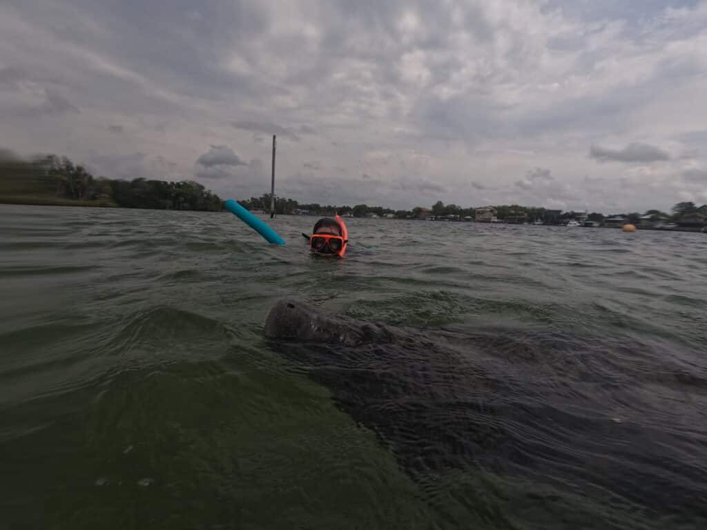 A manatee swimming right up to my mom.