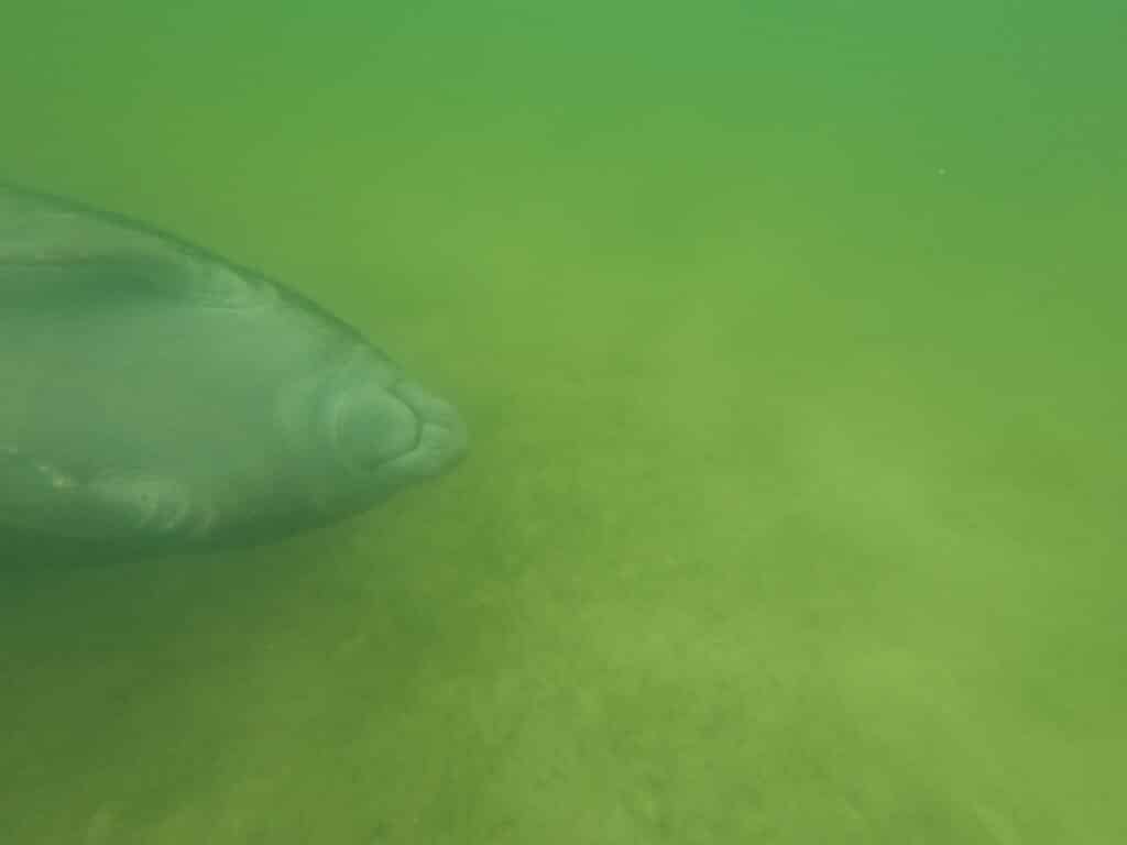 A manatee, lazily swimming upside down by us.