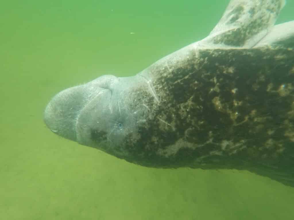 A manatee swimming upside down by us.