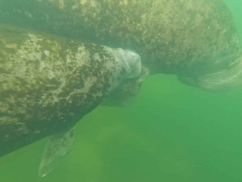 A baby manatee and its mother swimming by us.