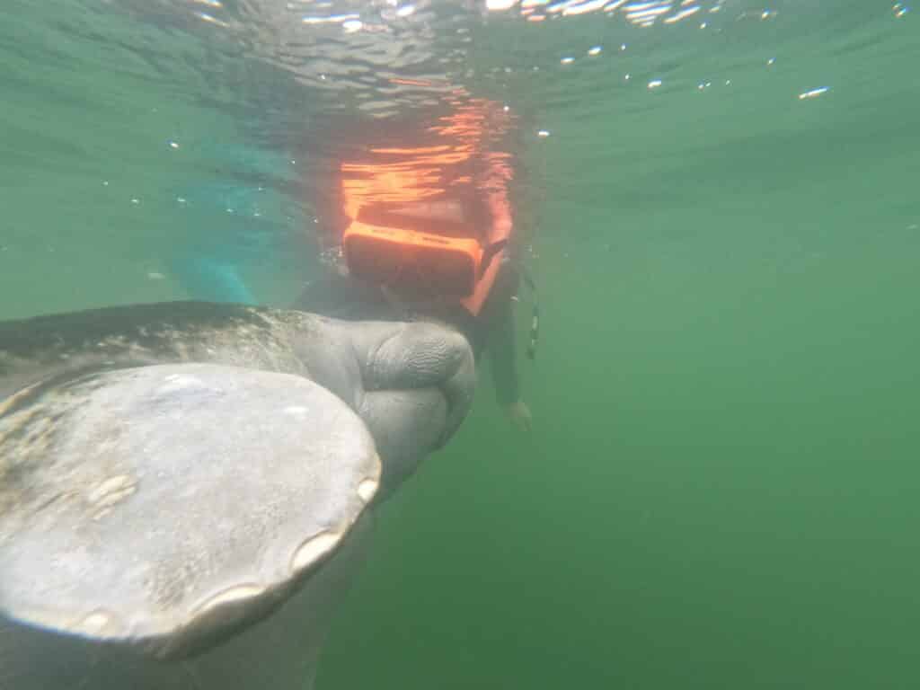 Lindsey of Have Clothes, Will Travel swimming with a manatee in Crystal River, Florida