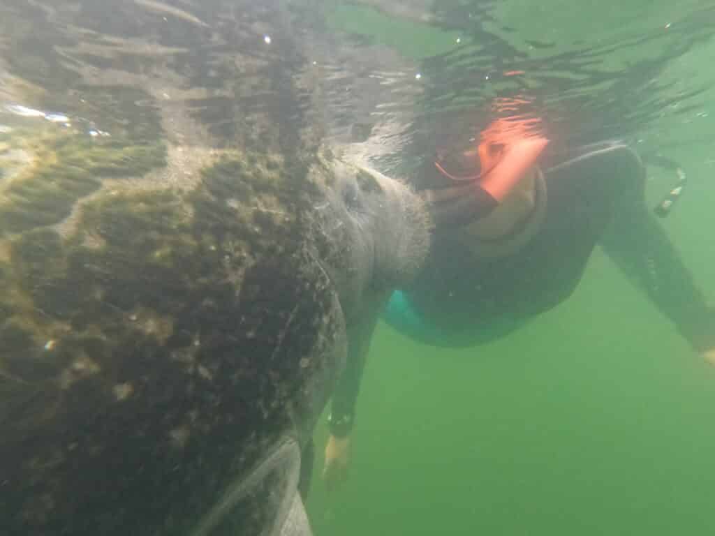 This manatee came over to give me a kiss!
