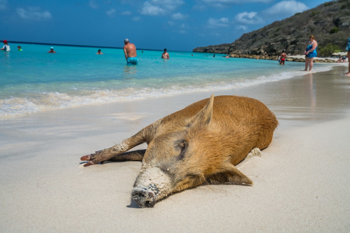 PortoMari beach Views with a pig around the small Caribbean island of Curacao