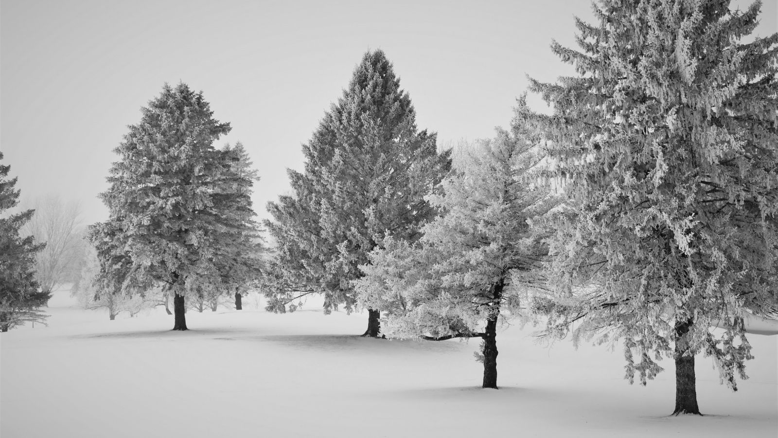Wisconsin, 1-3-2021, Driftless area Golf Course, Peaceful, snow covered trees, Vernon County, no people, fresh snow, no tracks, crisp white fresh fallen snow, tourist destination, attraction