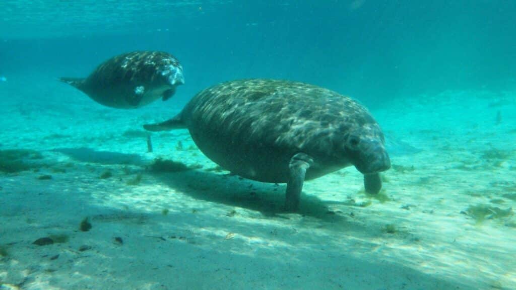 Snorkeling with Manatees in Crystal River — First Time Visiting