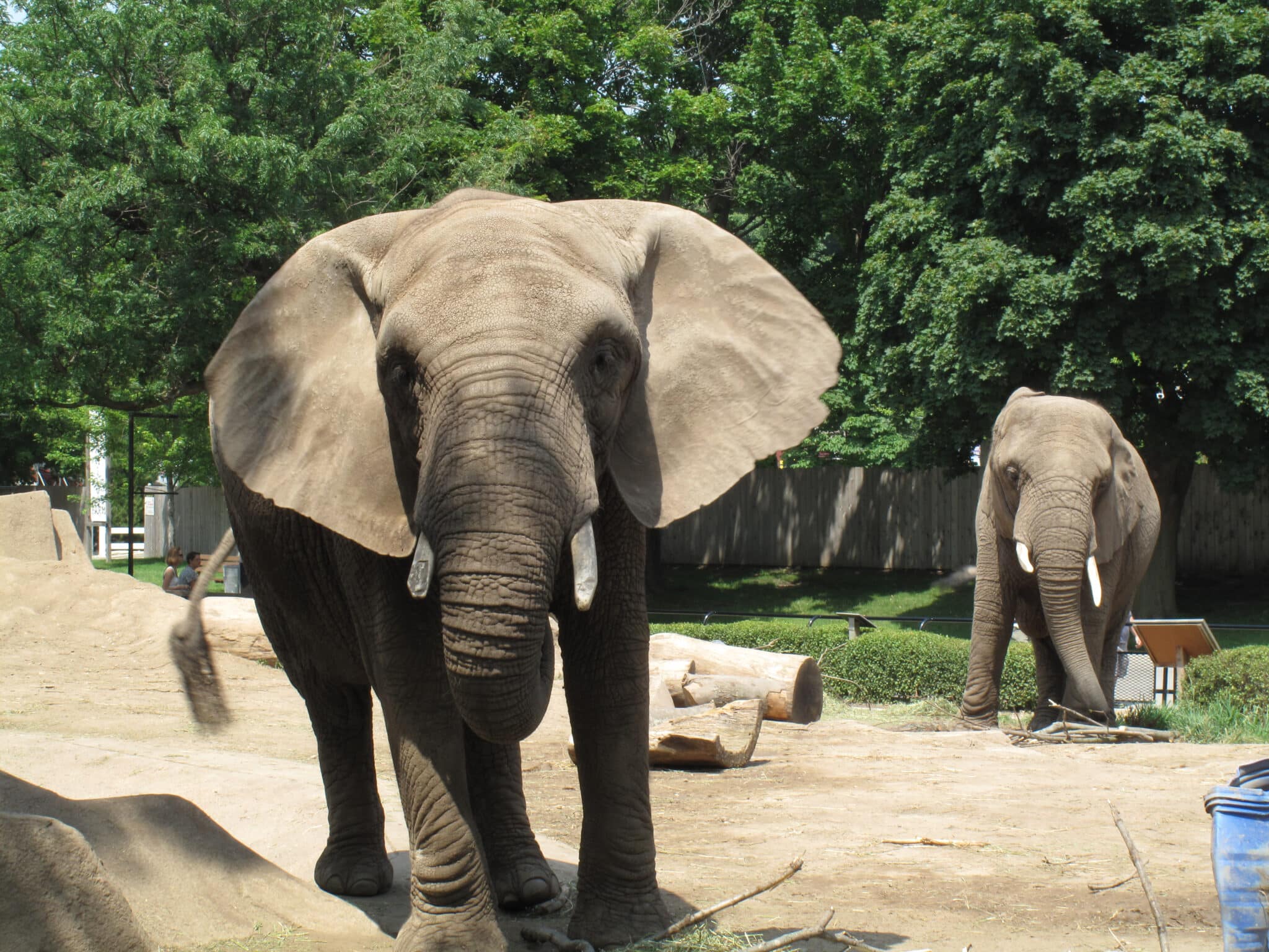 Two elephants at the milwaukee county zoo
