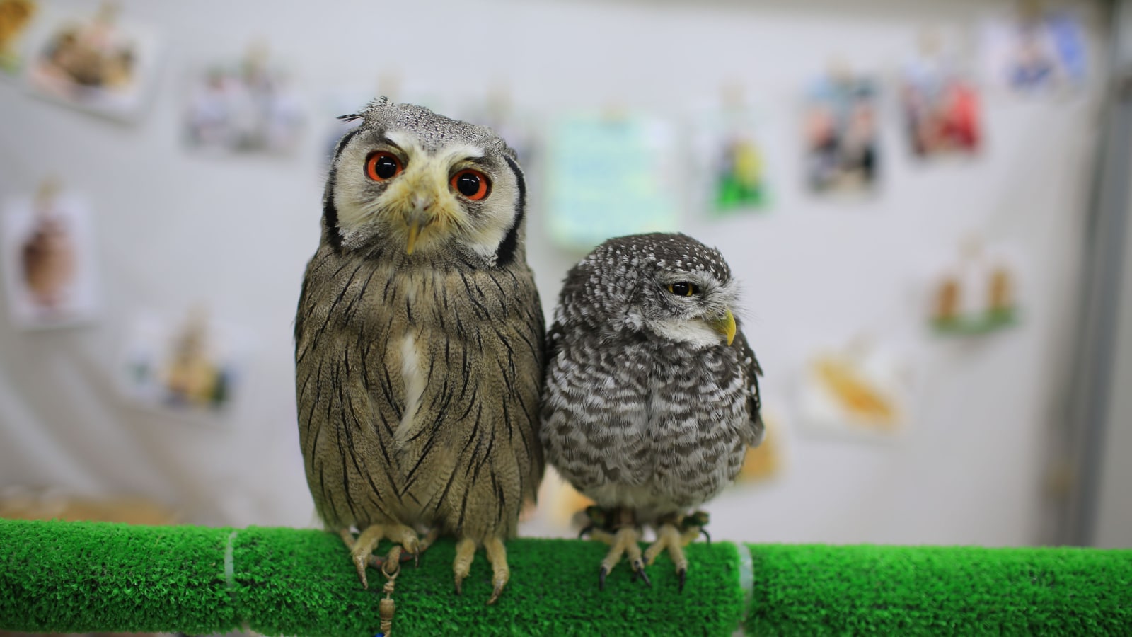 Owl Cafe in Tokyo