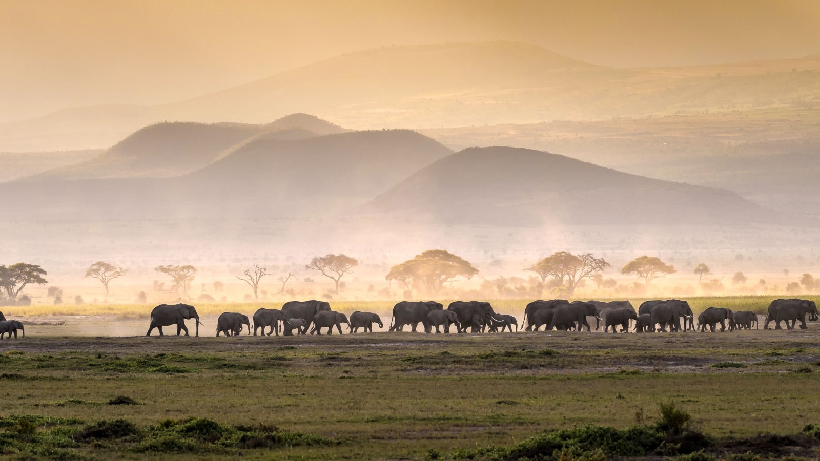 Elephant herd in Serengeti savanna - National Park in Tanzania, Africa, panoramic of wild life
