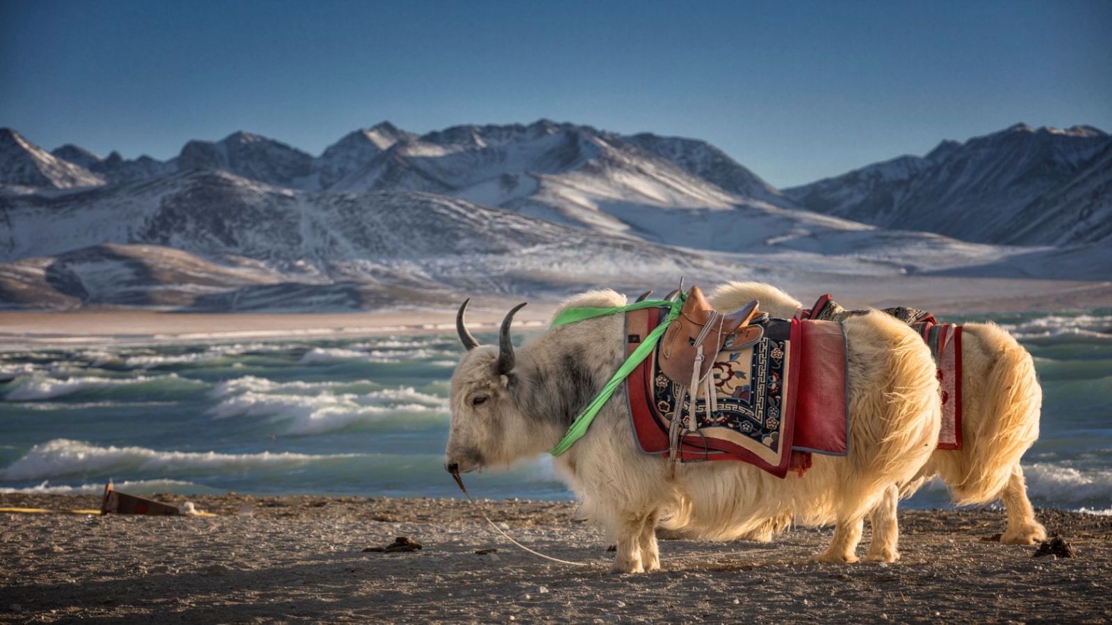 Yak, Namtso Lake in Tibet,China