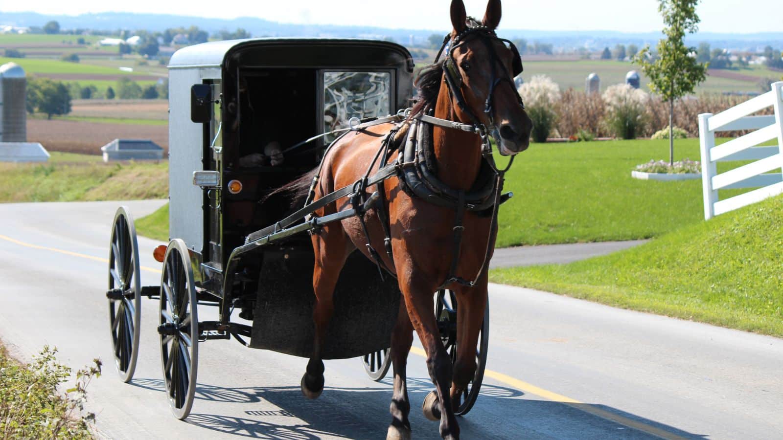 Amish horse buggy