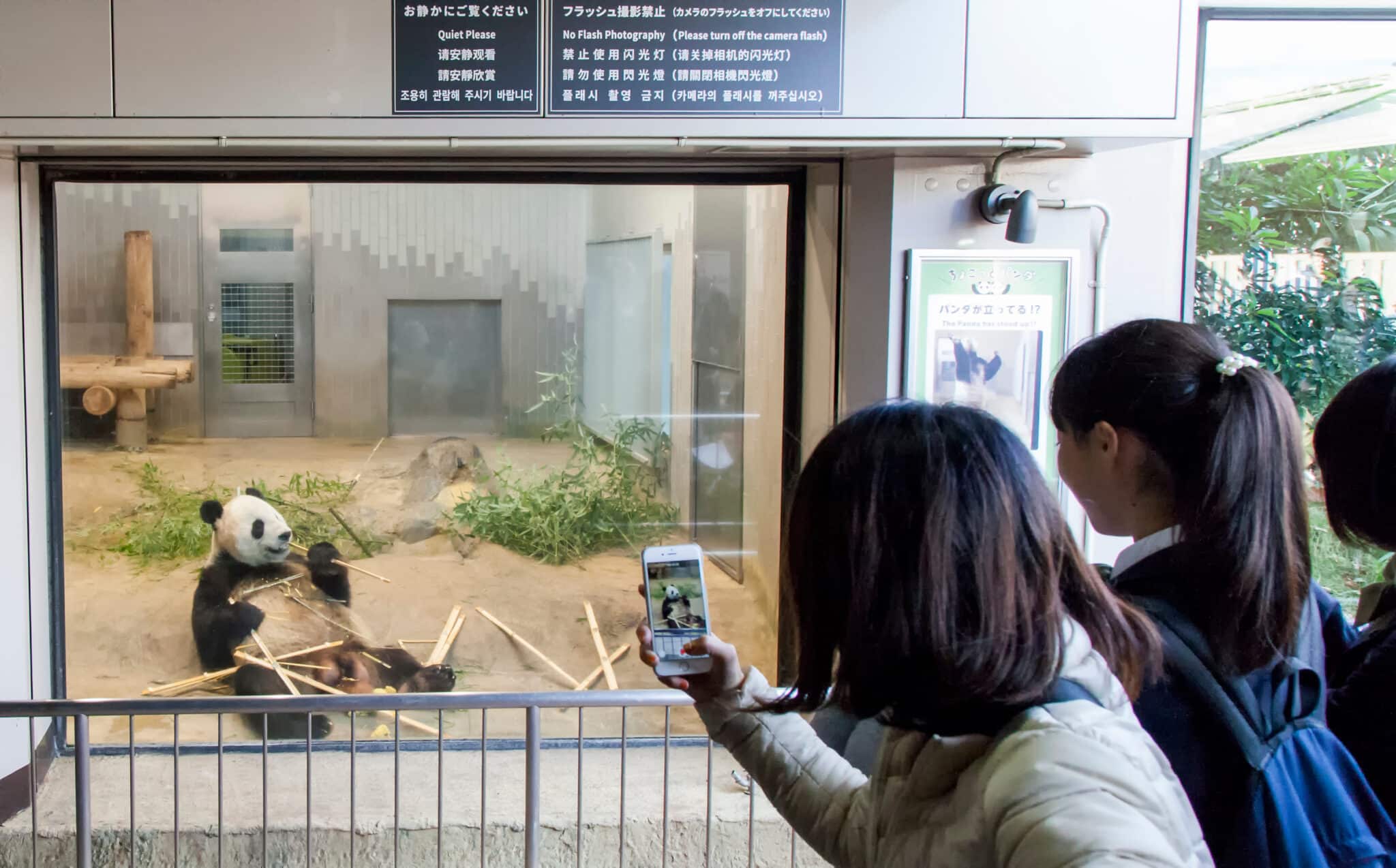 Ueno zoo in tokyo - panda eating bamboo while girls take photos with their cell phones