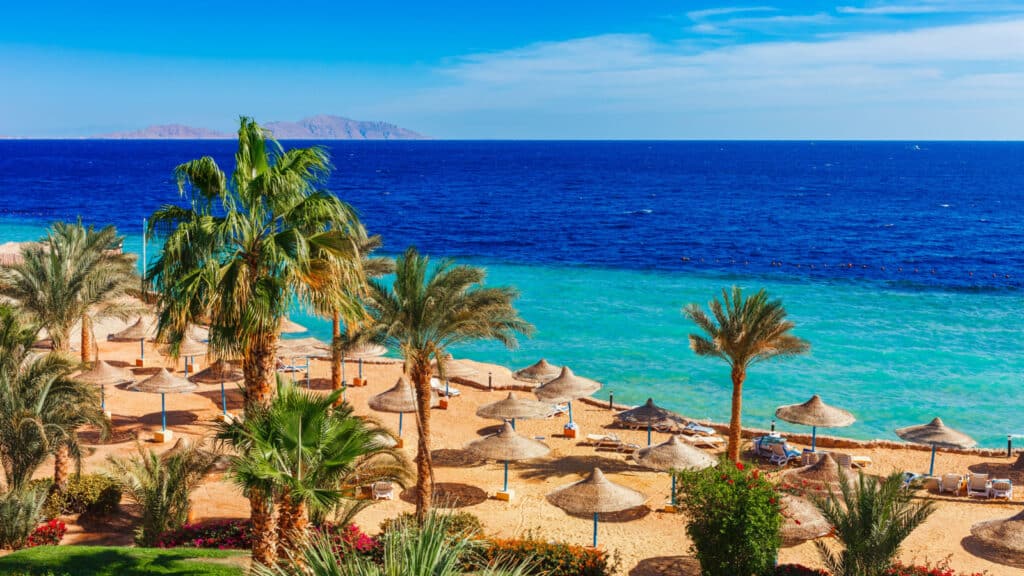 Sunny resort beach with palm tree at the coast shore of Red Sea in Sharm el Sheikh, Sinai, Egypt, Asia in summer hot. Bright sunny light