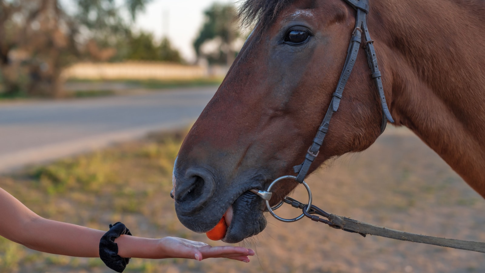 Hand feeding horse carrots, close-up in natural light
