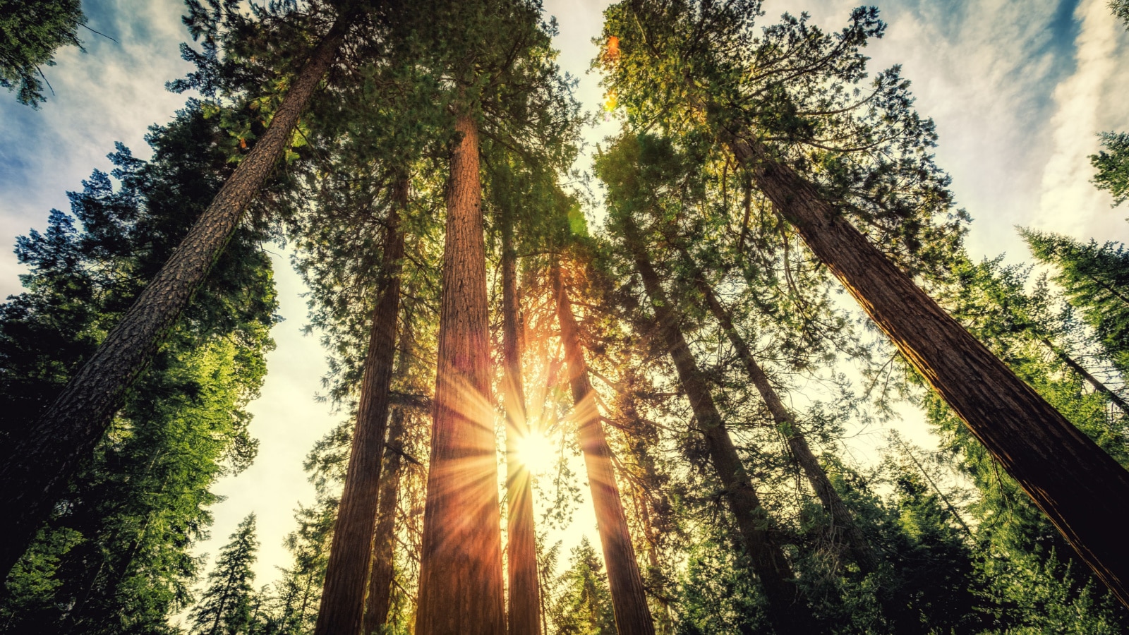 Tall Forest of Sequoias, Yosemite National Park, California