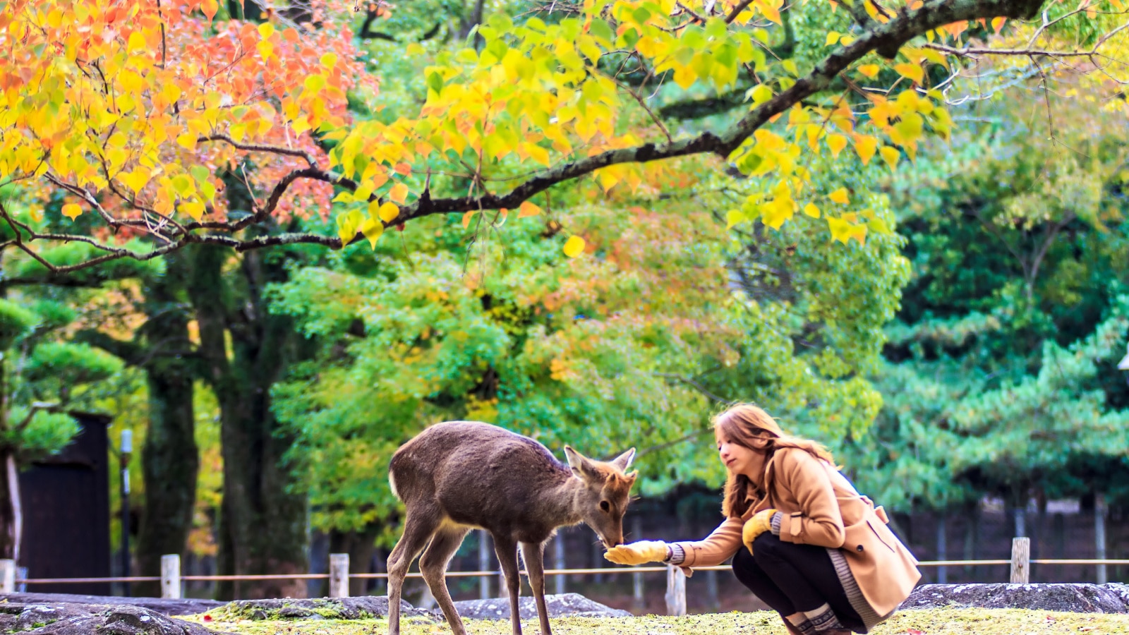 NARA, JAPAN - Nov 21: Visitors feed wild deer on April 21, 2013 in Nara, Japan. Nara is a major tourism destination in Japan - former capita city and currently UNESCO World Heritage Site.
