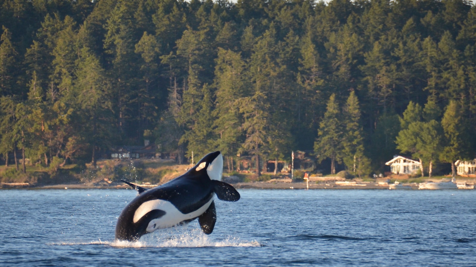 An endangered Southern Resident Killer Whale, an icon of the Pacific Northwest, breaches near Henry Island in Washington State.