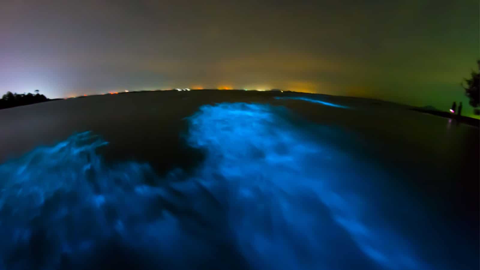 Bioluminescence in night sea water. Blue fluorescent wave of bioluminescent plankton, long exposure shot, Thailand.