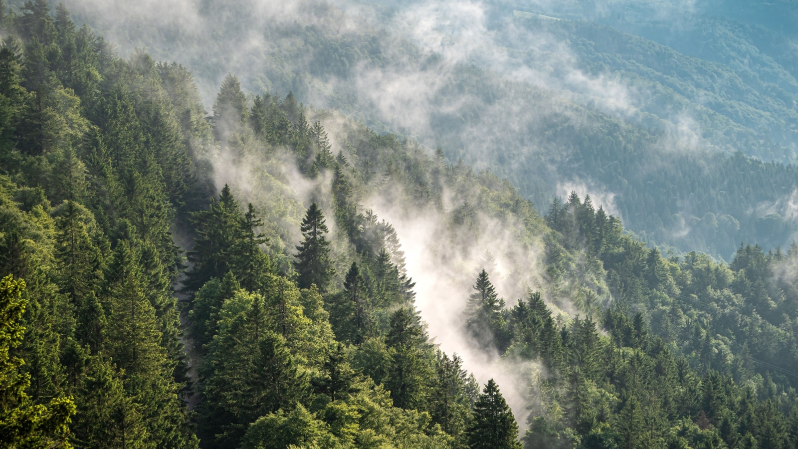 An aerial of fog over beautiful spruces in the Black Forest, Germany.