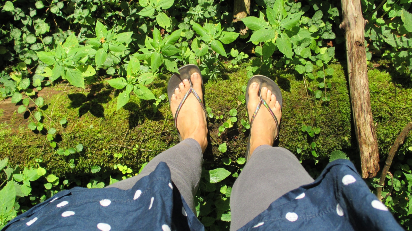 Top view close up of tanned women feet in flip flops walking across a wooden log covered with green moss in a lush sunny forest