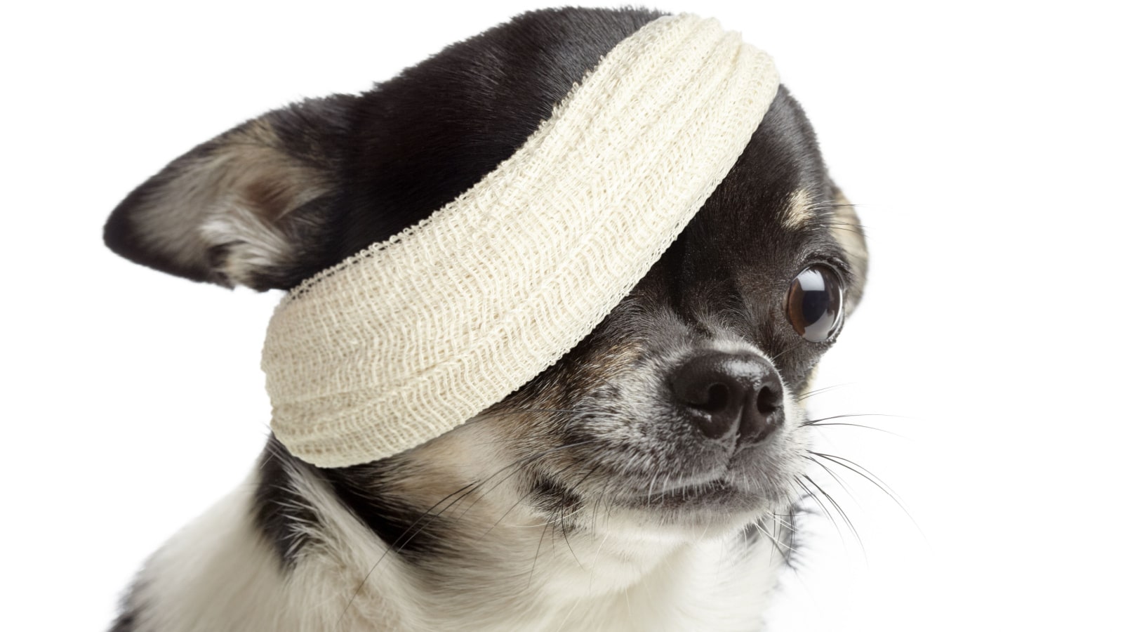 Injured chihuahua dog with bandages on white background