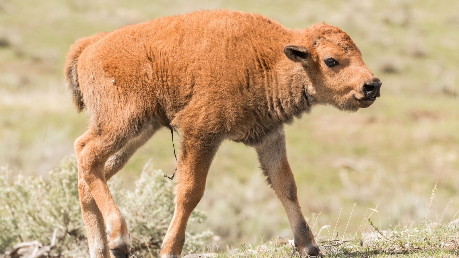 Newborn bison calf in Yellowstone National Park