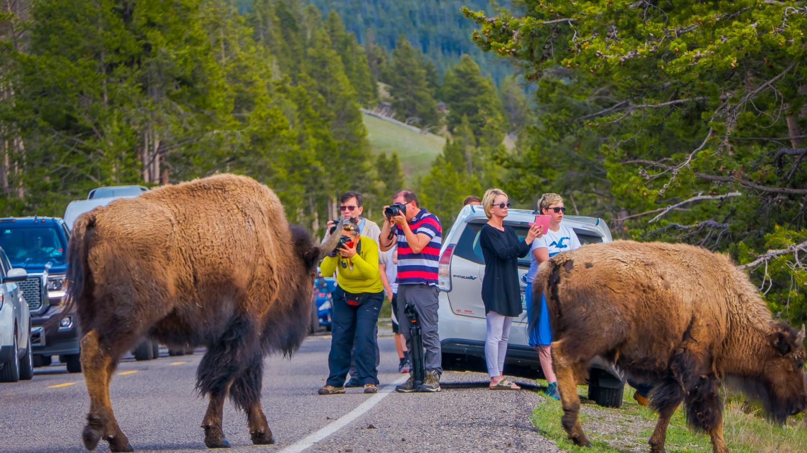 12 of the Strangest Things Tourists Have Done in The U.S.