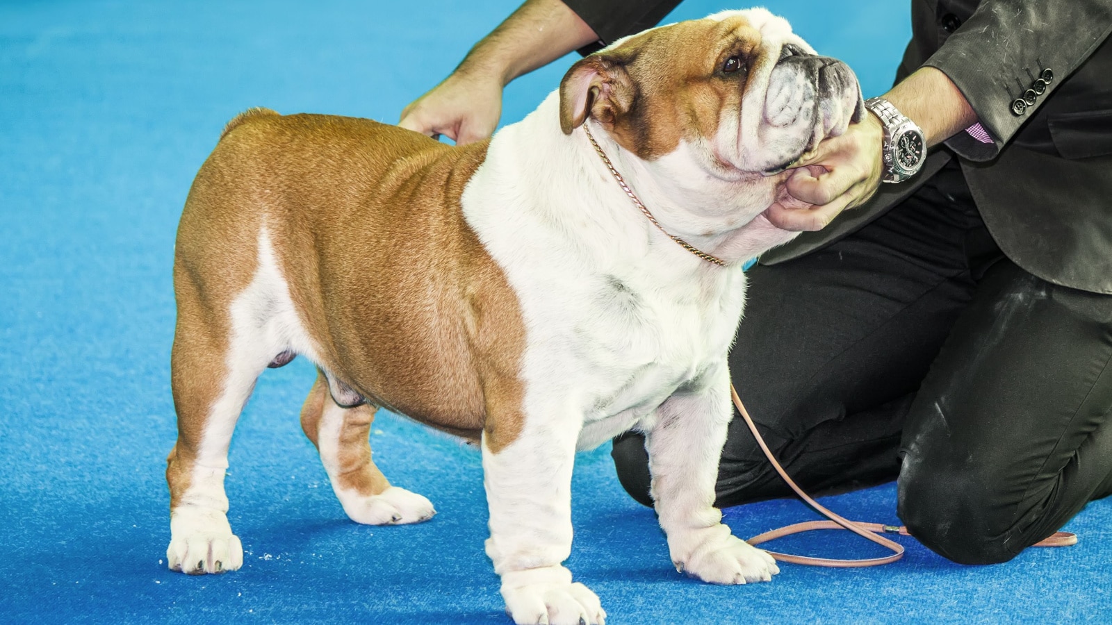 Stacking show - english bulldog show puppy being stacked on a blue carpet