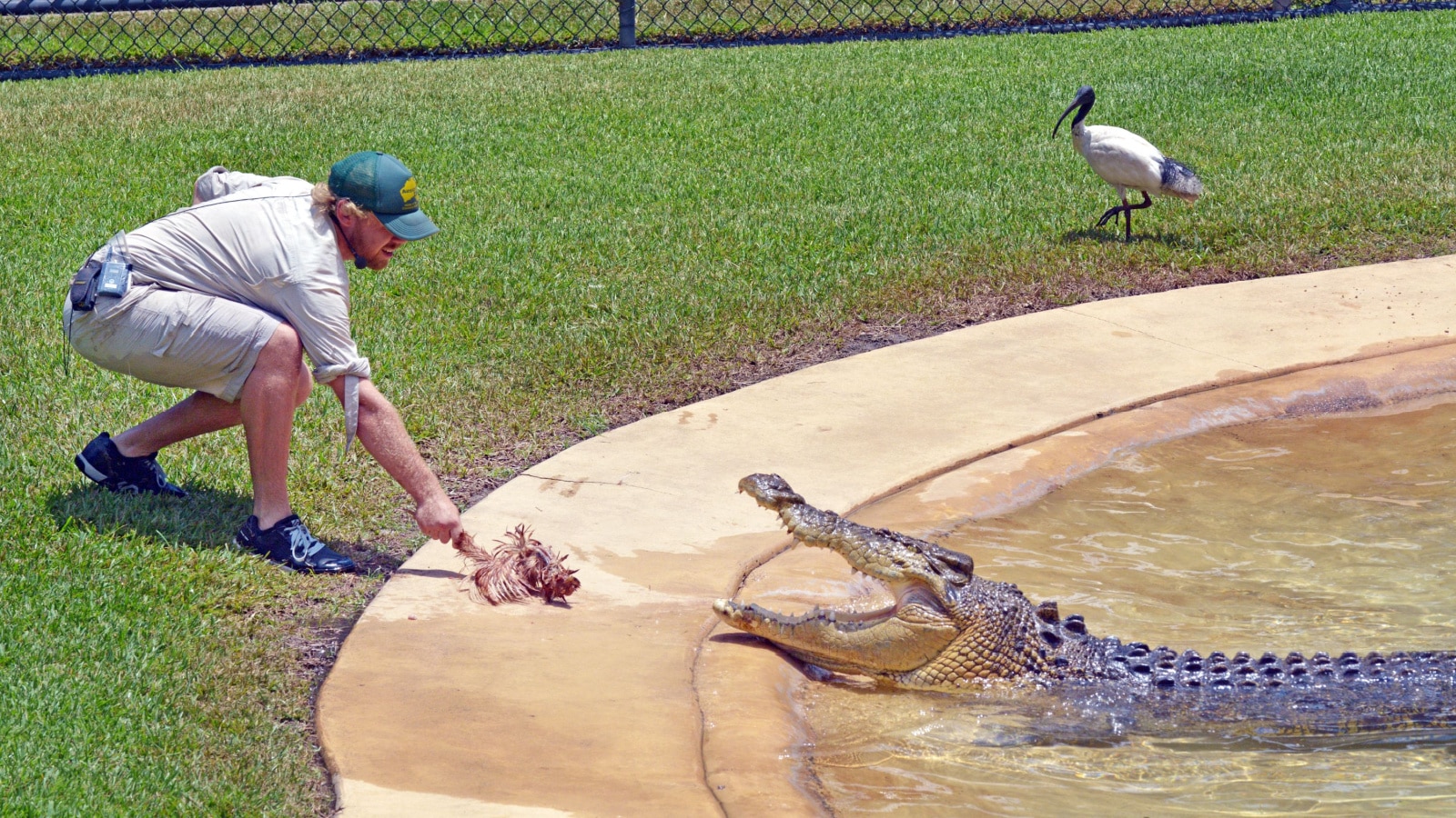 SUNSHINE COAST - JAN 25 2019: Crocodile trainer feeding a large saltwater crocodile a chicken carcass at Australia Zoo.Crocodile trainer consider as is one of the most dangerous jobs in the world
