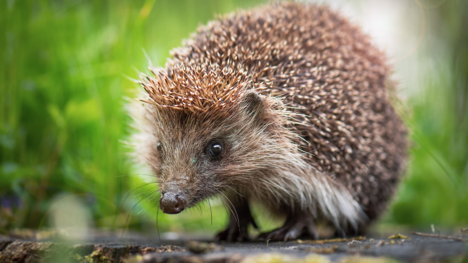 Cute common hedgehog on a stump in spring or summer forest during dawn. Young beautiful hedgehog in natural habitat outdoors in the nature.