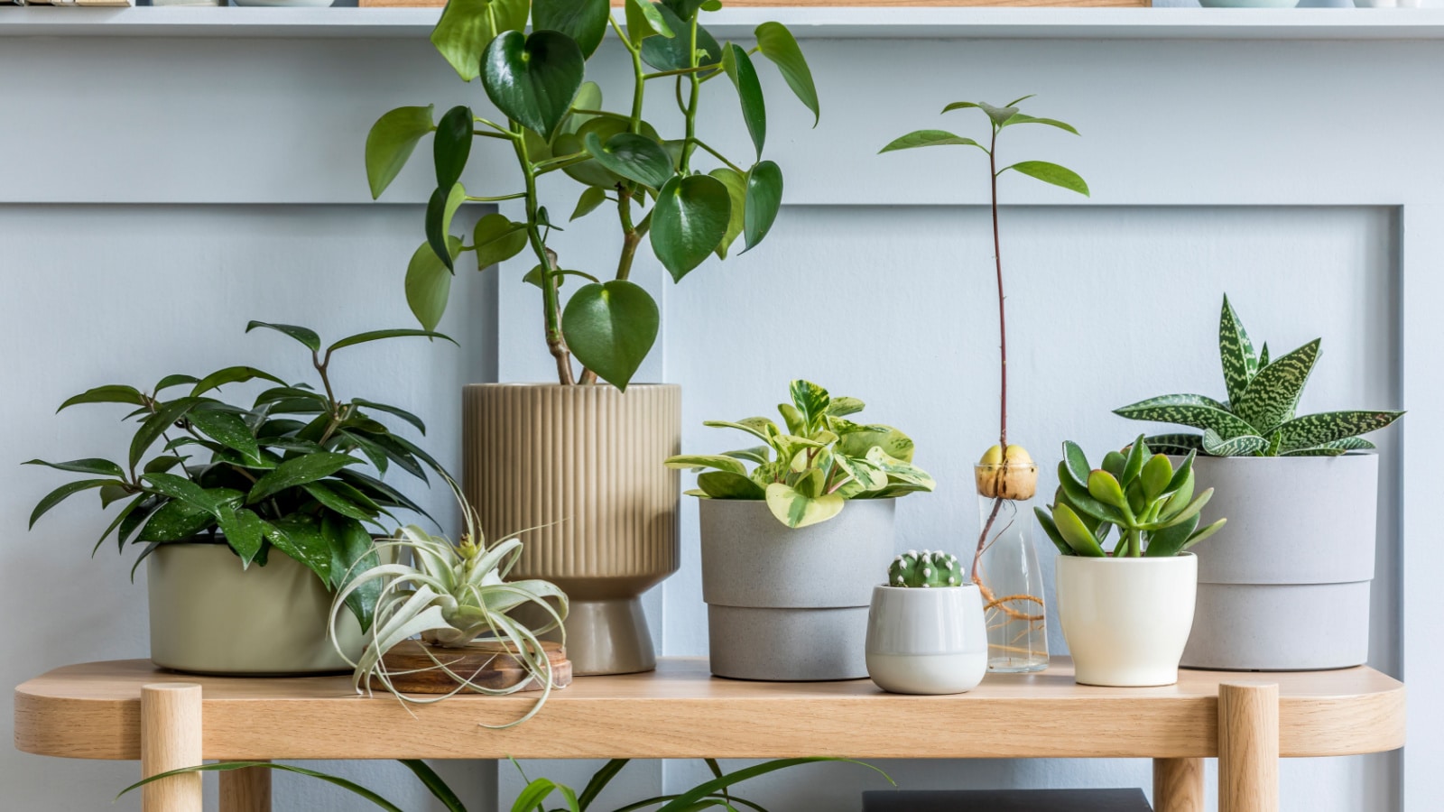 Interior design of living room with wooden console, beautiful composition of plants in different hipster and design pots, books and elegant personal accessories in home garden.