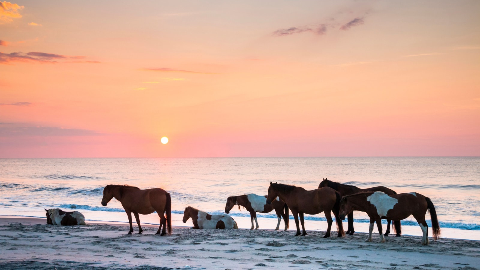 feral horses on the beach of Assateague early morning. Maryland