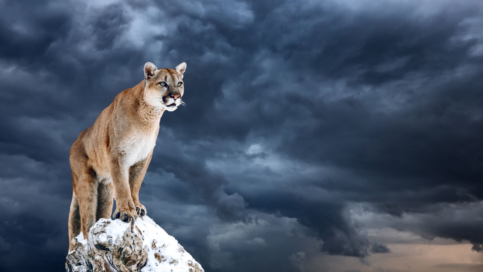 Portrait of a cougar, mountain lion, puma, panther, striking a pose on a fallen tree.