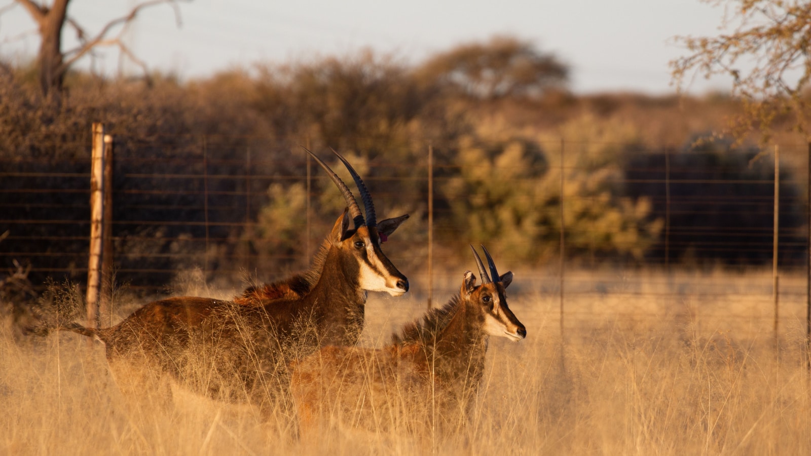Sable antelope on a game farm, South Africa
