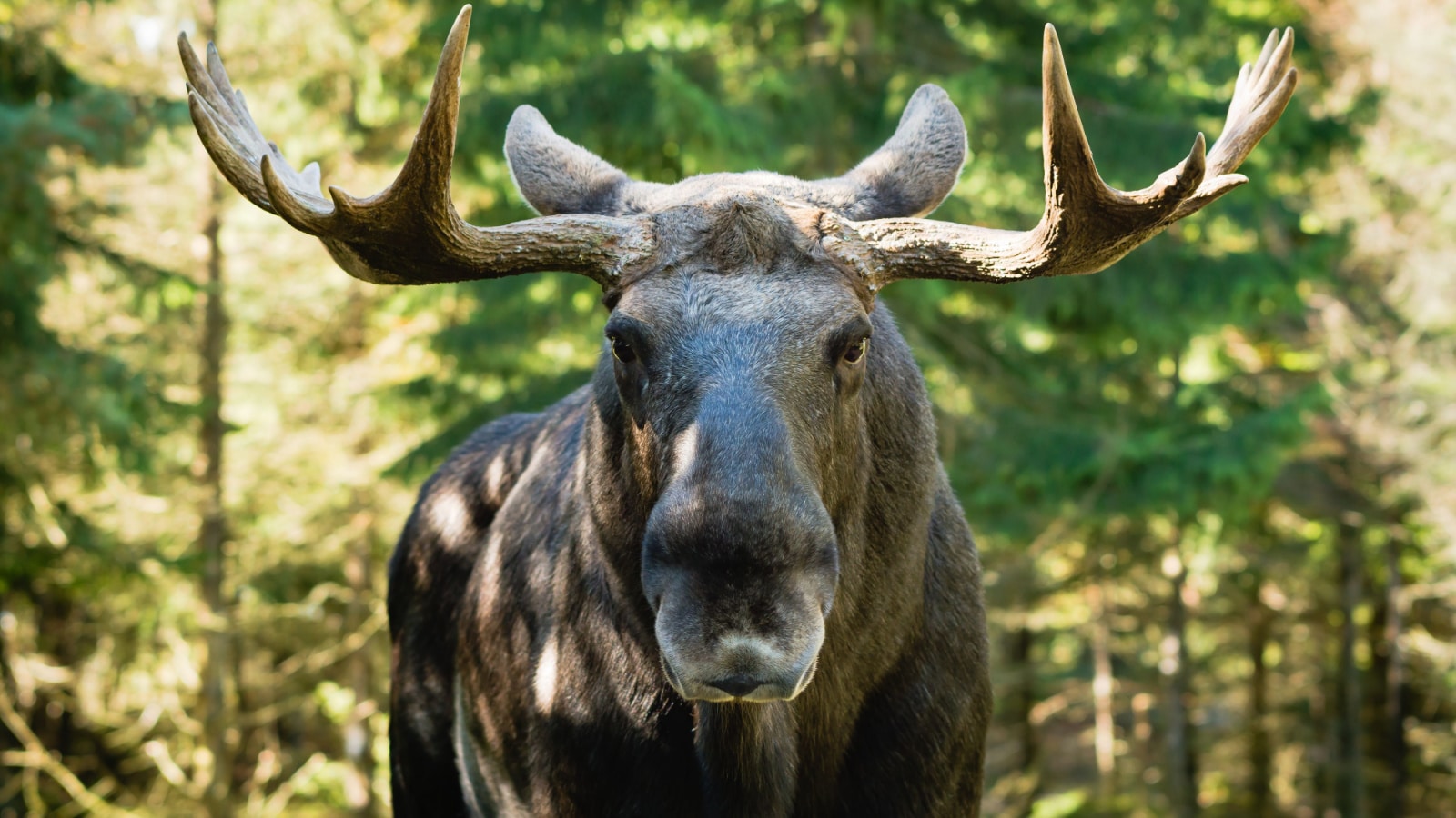 Moose bull (Alces alces) look straight at you with mean eyes. He is truly the king in this forest and will not take lightly on trespassers.