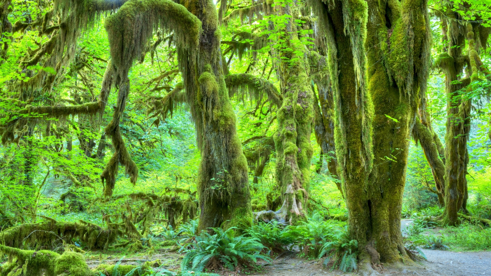 Olympic National Park/Hoh Rainforest. The Epic Hall Of Mosses Trail.Trees covered in moss in a temperate Hoh Rain Forest.