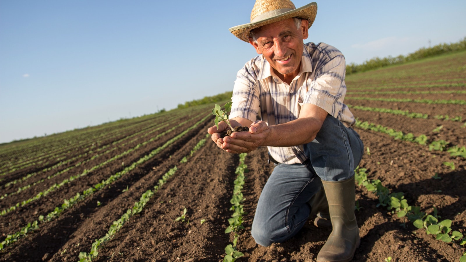 Senior farmer in a field holding crop in his hands