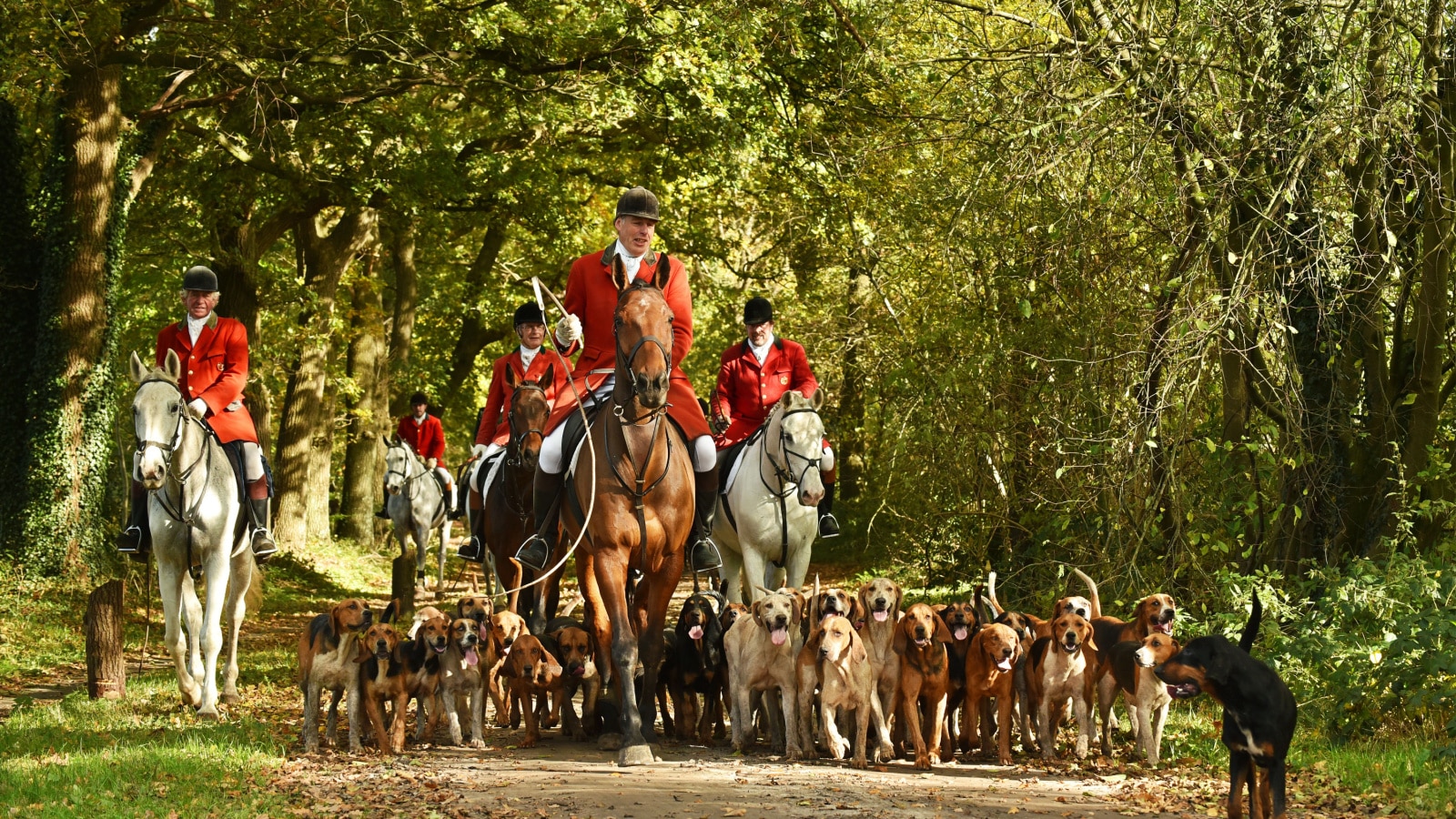 HAVELTE, NETHERLANDS - OCTOBER 29, 2016: Members of a hunting association out following a ready made scent cross country. Drag hunting, following an artificial scent is an alternative for fo