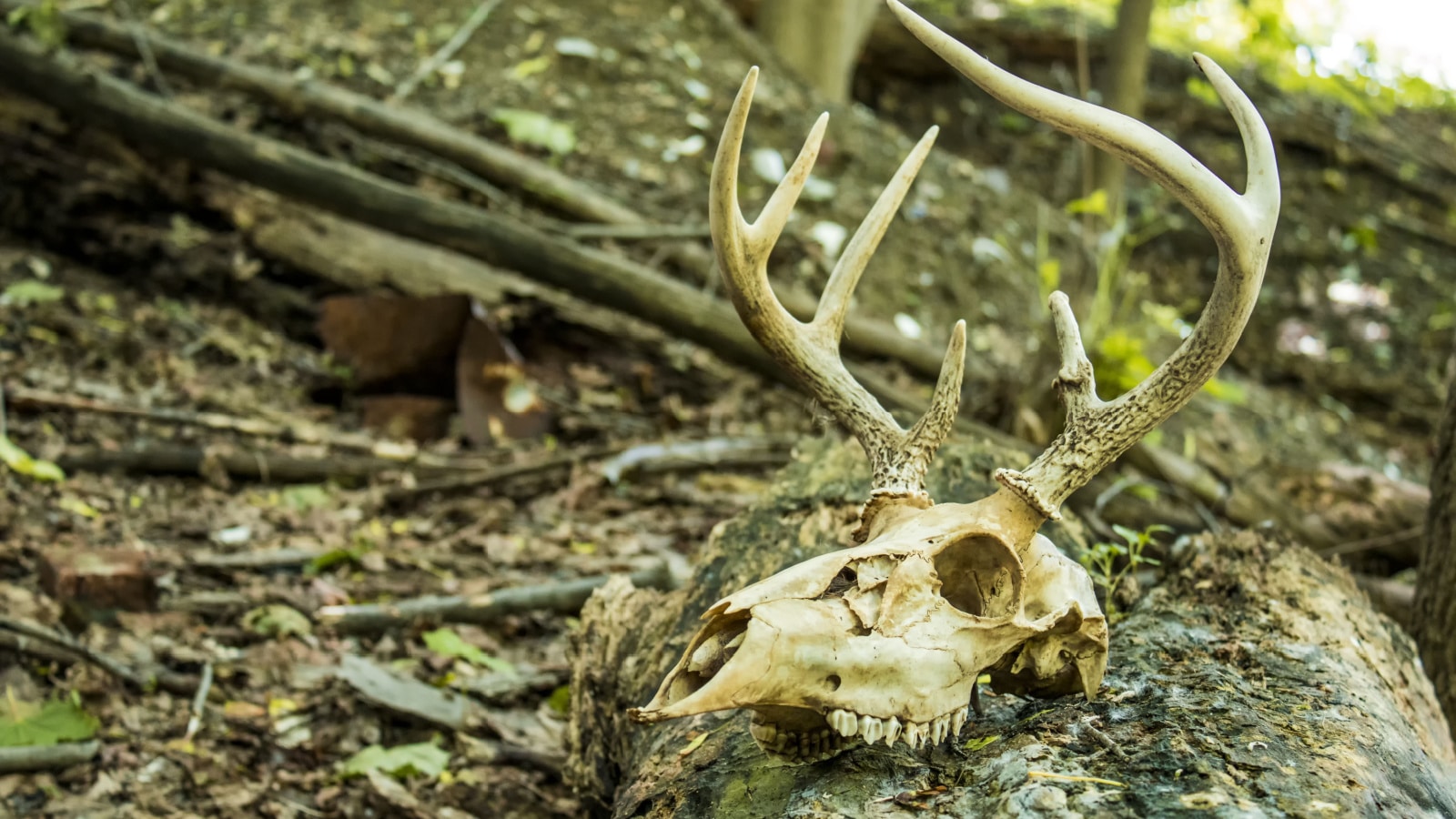 dead animal skull in forest