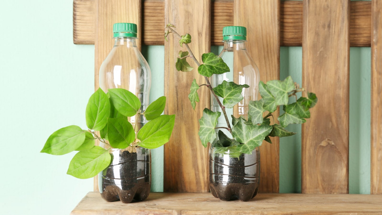 Wooden shelf with plastic bottles used as containers for growing plants